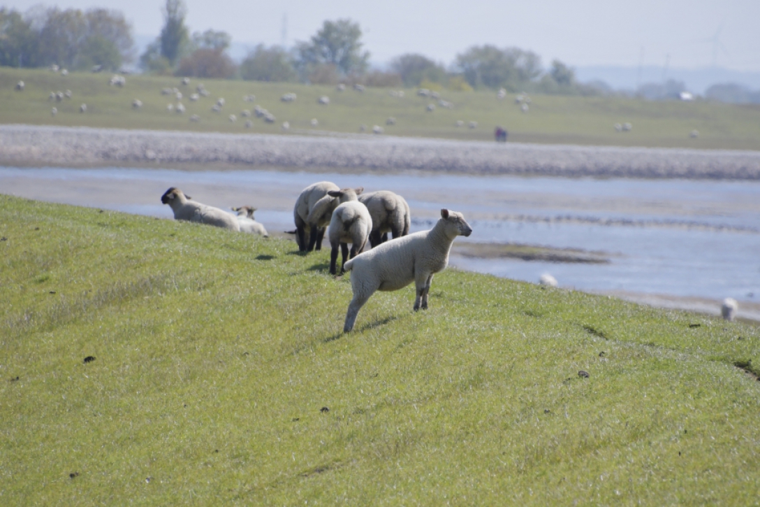 Urlaub zwischen Büsum & St. Peter Ording